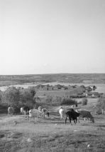 Kannas